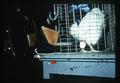 Hen laying an egg, Oregon State University, Corvallis, Oregon, circa 1970