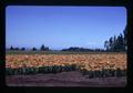 Lilies at DeGraff Farm near Wilsonville, Oregon, circa 1973