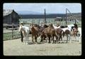 Reub Long with horses in corral at Harrison well, Lake County, Oregon, circa 1972