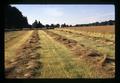 Bluegrass seed field on Kropf farm, Harrisburg, Oregon, July 1971