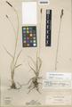 Carex scabriuscula Mack.