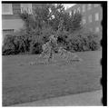 Tree damage in front of Commerce Building, October 20, 1961