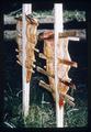 Closeup of barbecued salmon at Agronomy Meeting, Avery Park, Corvallis, Oregon, 1965