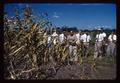 Corn fertilizer trials at Kasetsart University, Thailand, circa 1965