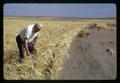 Joe Hawkins at Hawkins Ranch barley field, Umatilla County, Oregon, circa 1970