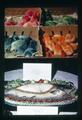 Composite slide of photographs of dyed chicks and prepared fish, circa 1970