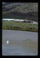 Geese and swan, Lakeview, Oregon, 1975