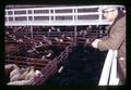 Julius Binder looking at cattle in pens at Madras Livestock Auction, Madras, Oregon, February 1972