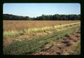 Bluegrass seed field on Kropf farm, Harrisburg, Oregon, July 1971