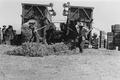 Native Americans working pea viner