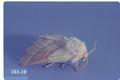 Malacosoma fragilis (Great Basin tent caterpillar)