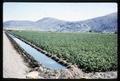 Irrigated potatoes, Klamath Falls, Oregon, 1965