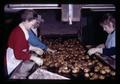 Workers sorting potatoes, Metolius, Oregon, February 1972