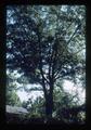Unpruned scarlet oak tree, Oregon, 1987