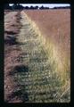 Bluegrass seed field on Kropf farm, Harrisburg, Oregon, July 1971