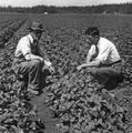 Harry O'Reilly talking to a farmer