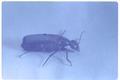 Epicauta puncticollis (Punctured blister beetle)