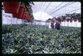 Lilies forced in greenhouse, Chicago, Illinois, 1965