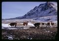 Cattle grazing in Lake County, Oregon, March 1970