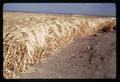 Hawkins Ranch barley field, Umatilla County, Oregon, circa 1970