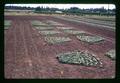 Fan shaped bean spacing trial, Oregon State University, Corvallis, Oregon, circa 1972