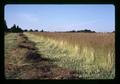 Bluegrass seed field on Kropf farm, Harrisburg, Oregon, July 1971