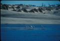 Trumpeter swans on dunes