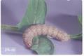 Abagrotis barnesi (Cutworm)