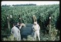 Bean pickers in front of bean field, 1963