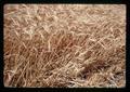 Close up of barley at Hawkins Ranch, Umatilla County, Oregon, circa 1970