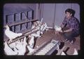 Bob Spitler with leghorn hens, Oregon State University, Corvallis, Oregon, circa 1973