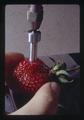 Closeup of penetrometer test of strawberry, 1973
