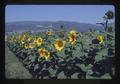 Sunflower test plots, Southern Oregon Experiment Station, Medford, Oregon, 1975