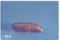 Spodoptera exigua (Beet armyworm)