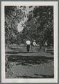 Prune harvesting, 1939