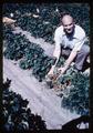 County Extension Agent Don C. Walrod and strawberries, 1968