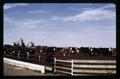 Beef City feedlot near Hermiston and Hinkley, Oregon, circa 1970