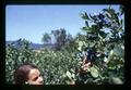 Cindy Moore picking blueberries, Oregon, circa 1973