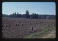 Onions sacked in field near Jefferson exit north of Albany, Oregon, 1974