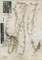 Eriophyllum cusickii Eastw. ex Rydberg