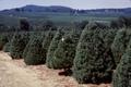 Tree Farm, Rajneeshpuram (Rajneeshpuram, Oregon)