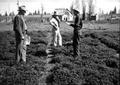 Grading varieties of alfalfa