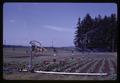 Sprinkler on strawberries, North Willamette Experiment Station, Aurora, Oregon, July 9, 1968