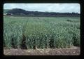 Barley varieties, Hyslop Agronomy Farm, Oregon State University, Corvallis, Oregon, 1977