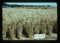 Hyslop wheat, Oregon State University, Corvallis, Oregon, August 1975