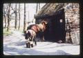 Farrier shoeing horse, 1974