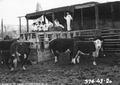 4-H boys at the winter feed lot, located at the Warm Springs Agency