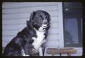 Petunia the dog, growling, Oregon, circa 1965