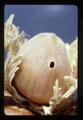 Filbert moth larvae exit hole on filbert, 1981