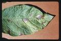 Diseased potato leaf, Klamath Falls, Oregon, 1979